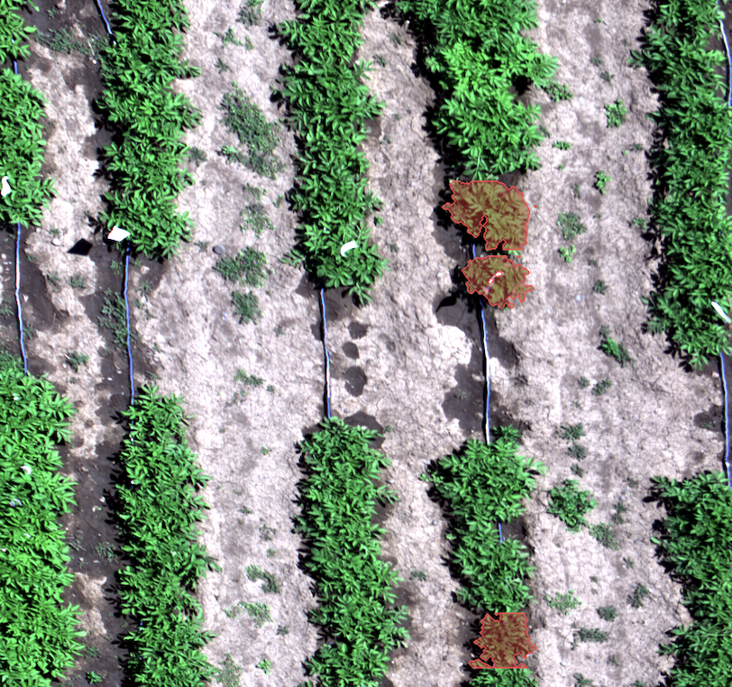 Close-up of potato rows with three suspect plants outlined in red