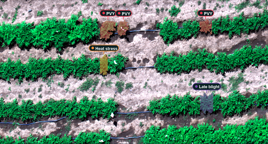 Real potato field imagery with illustrative PVY, heat stress and late blight labels