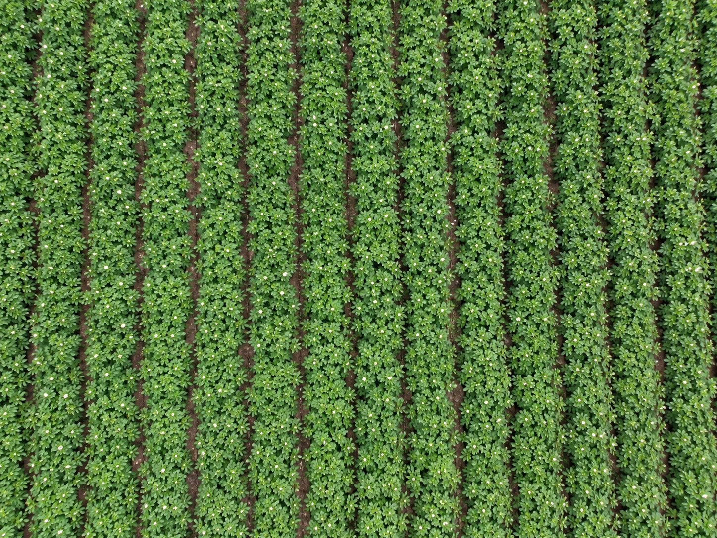 Aerial view of orderly green crop rows
